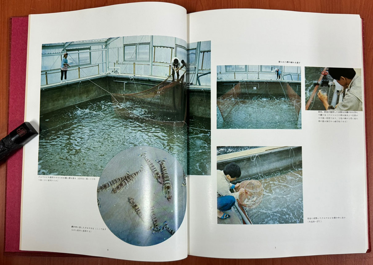 日本の水産 車海老 일본의수산 새우